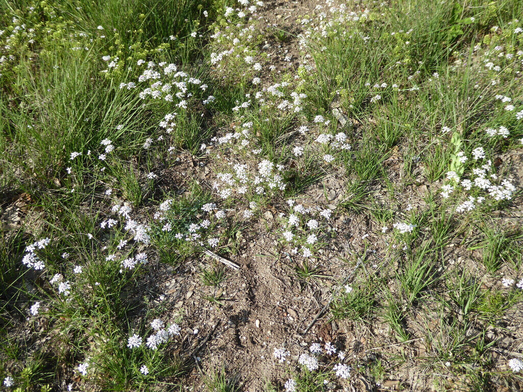 Image of annual candytuft