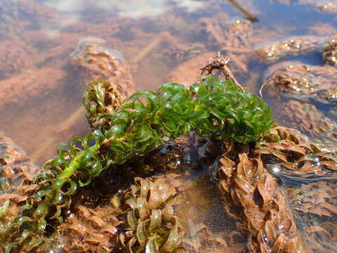 Image of oxygen-weed