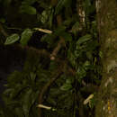 Image of Philodendron missionum (Hauman) Hauman