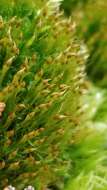 Image of toothedleaf nitrogen moss