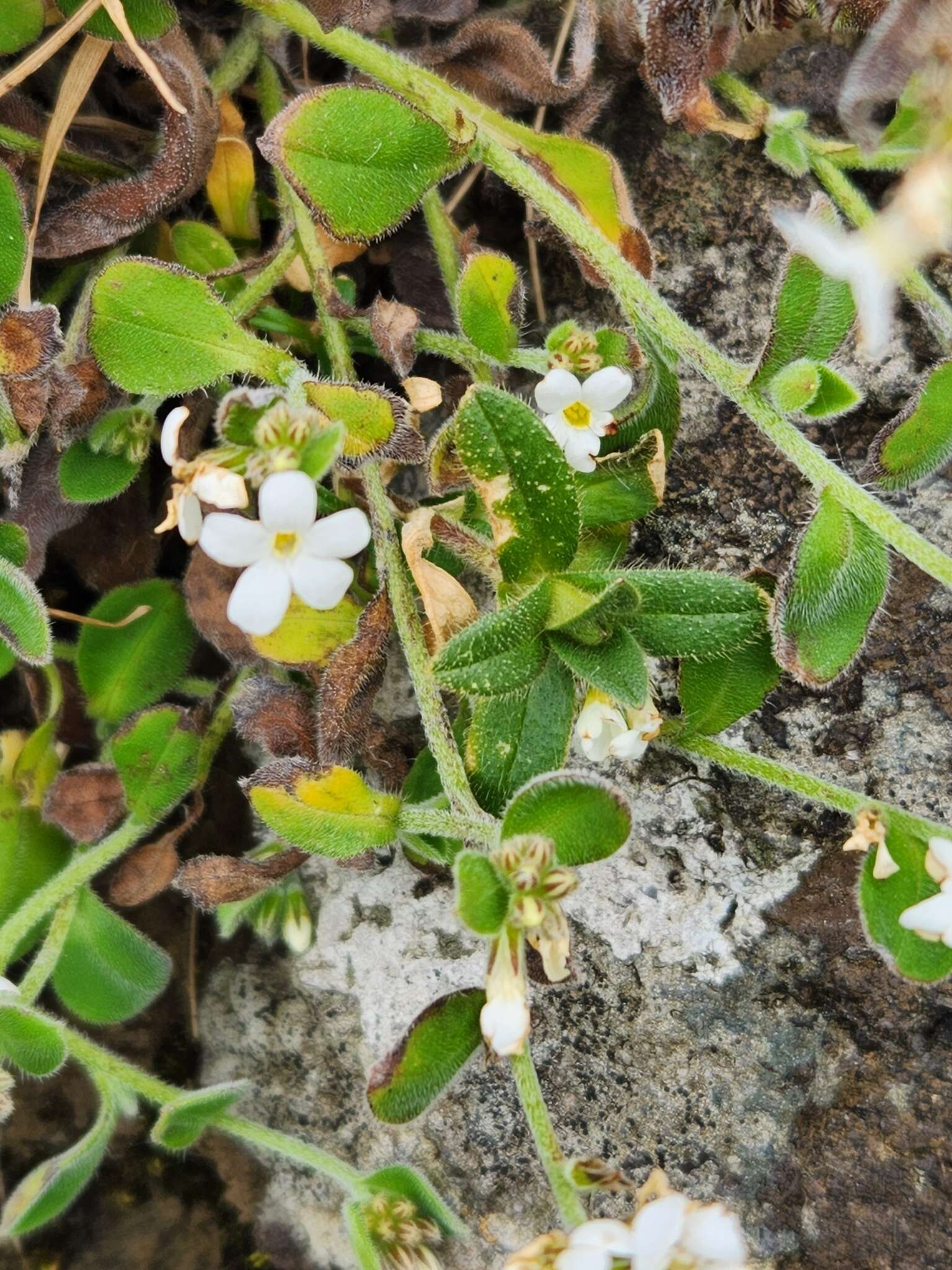 Image of Myosotis lytteltonensis (Laing & A. Wall) de Lange