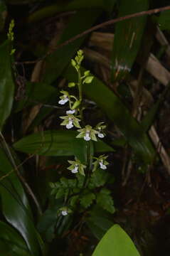 Image de Paradisanthus bahiensis Rchb. fil.