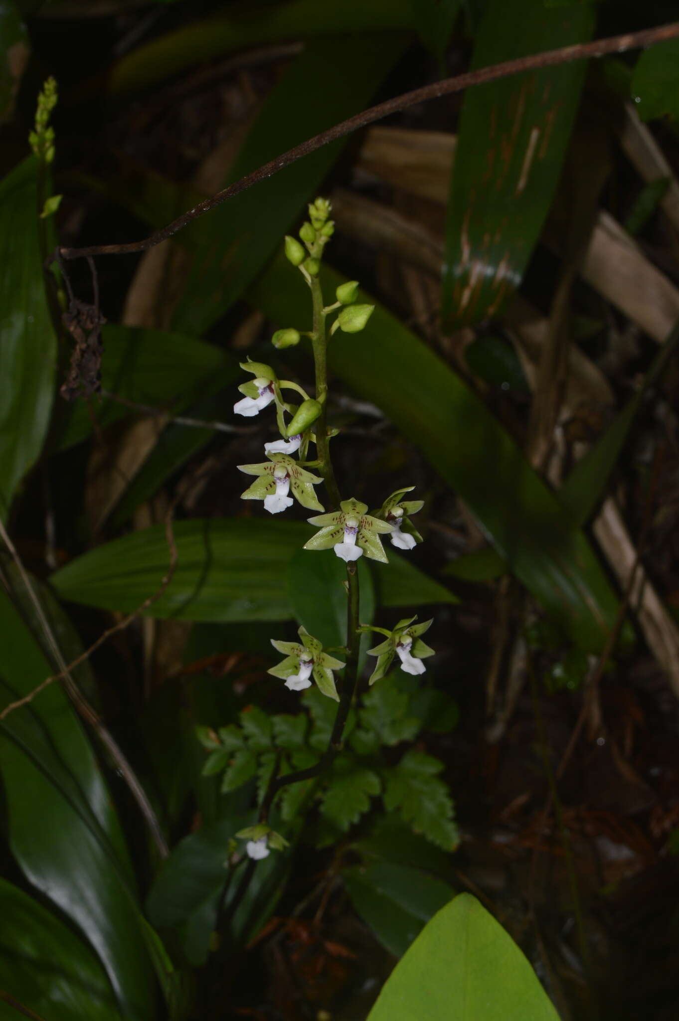 Image of Paradisanthus bahiensis Rchb. fil.