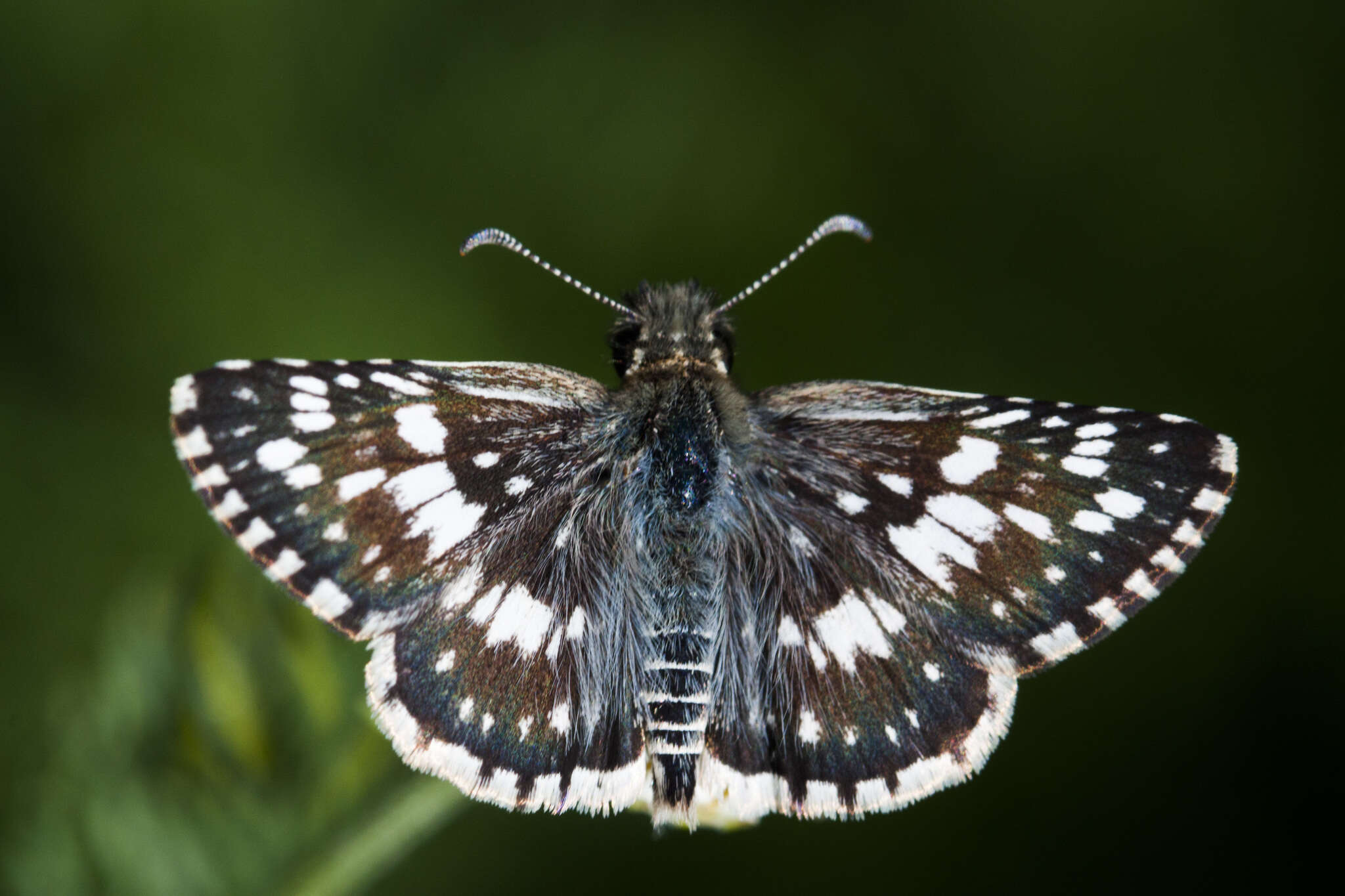 Image of <i>Burnsius orcynoides</i>
