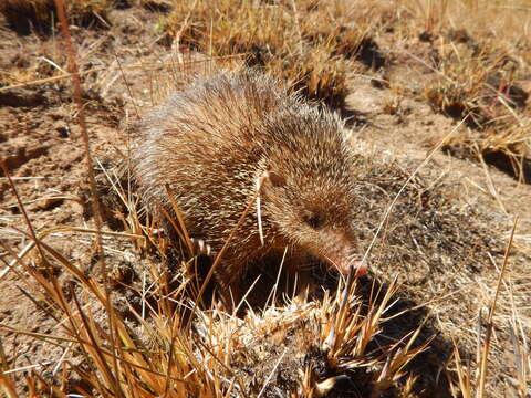 صورة Tenrec Lacépède 1799