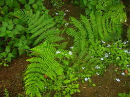 Image of Dryopteris oligodonta (Desv.) Pic. Serm.