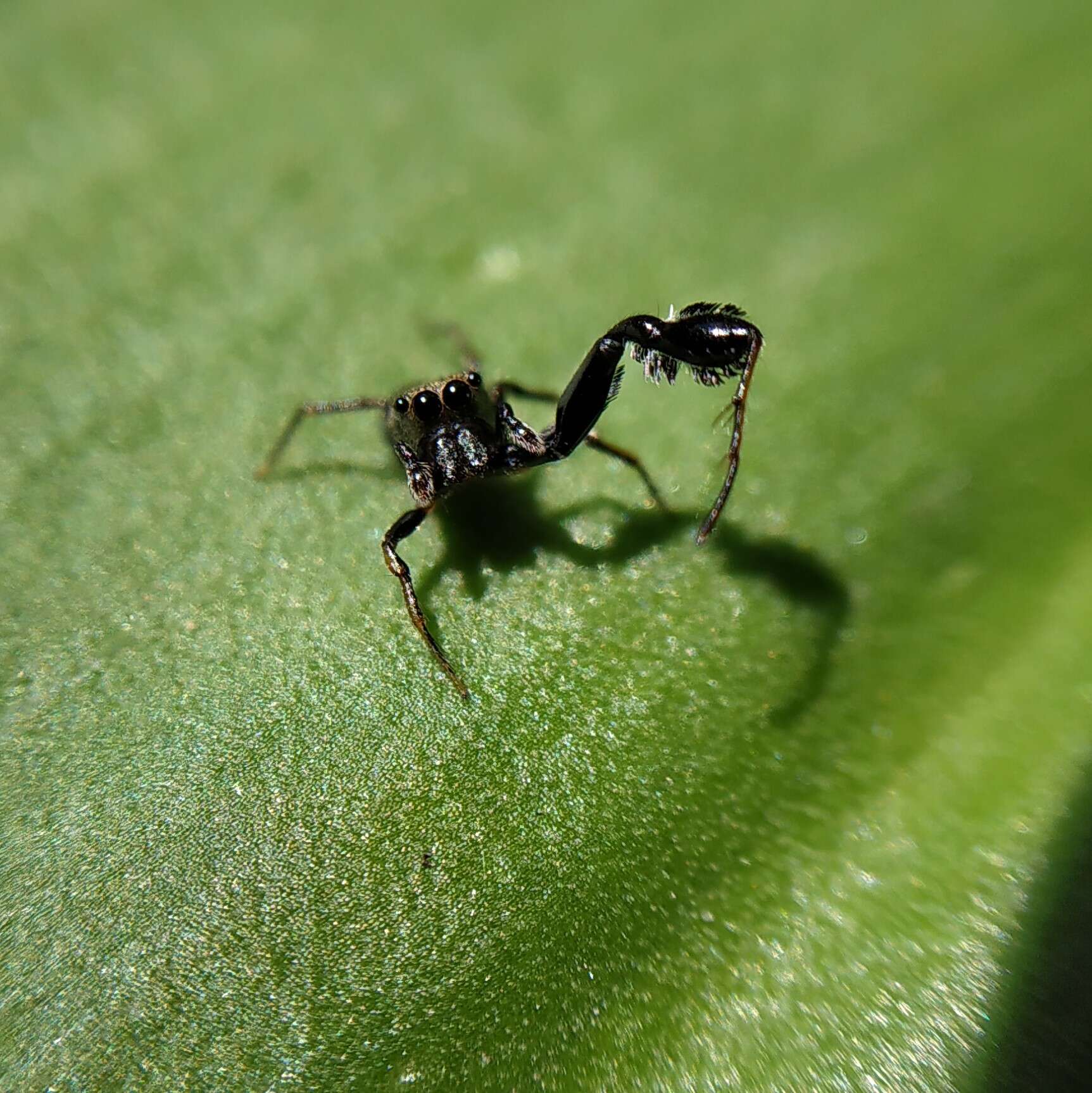 Image of Harmochirus brachiatus (Thorell 1877)