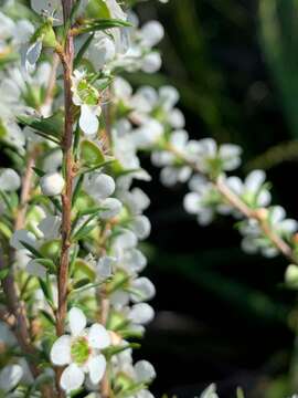 Sivun Leptospermum juniperinum Sm. kuva