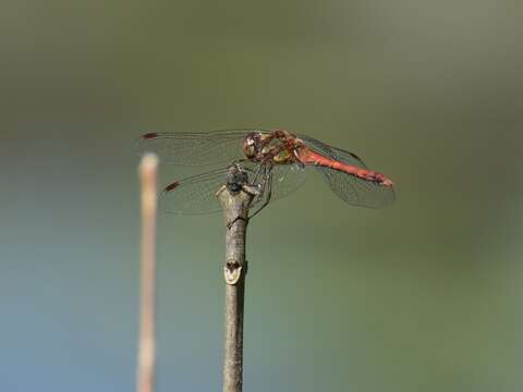 Image of Common Darter