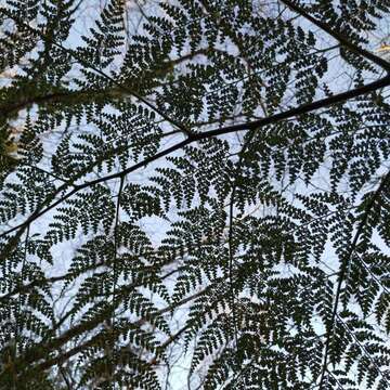 Image of Woolly Tree Fern