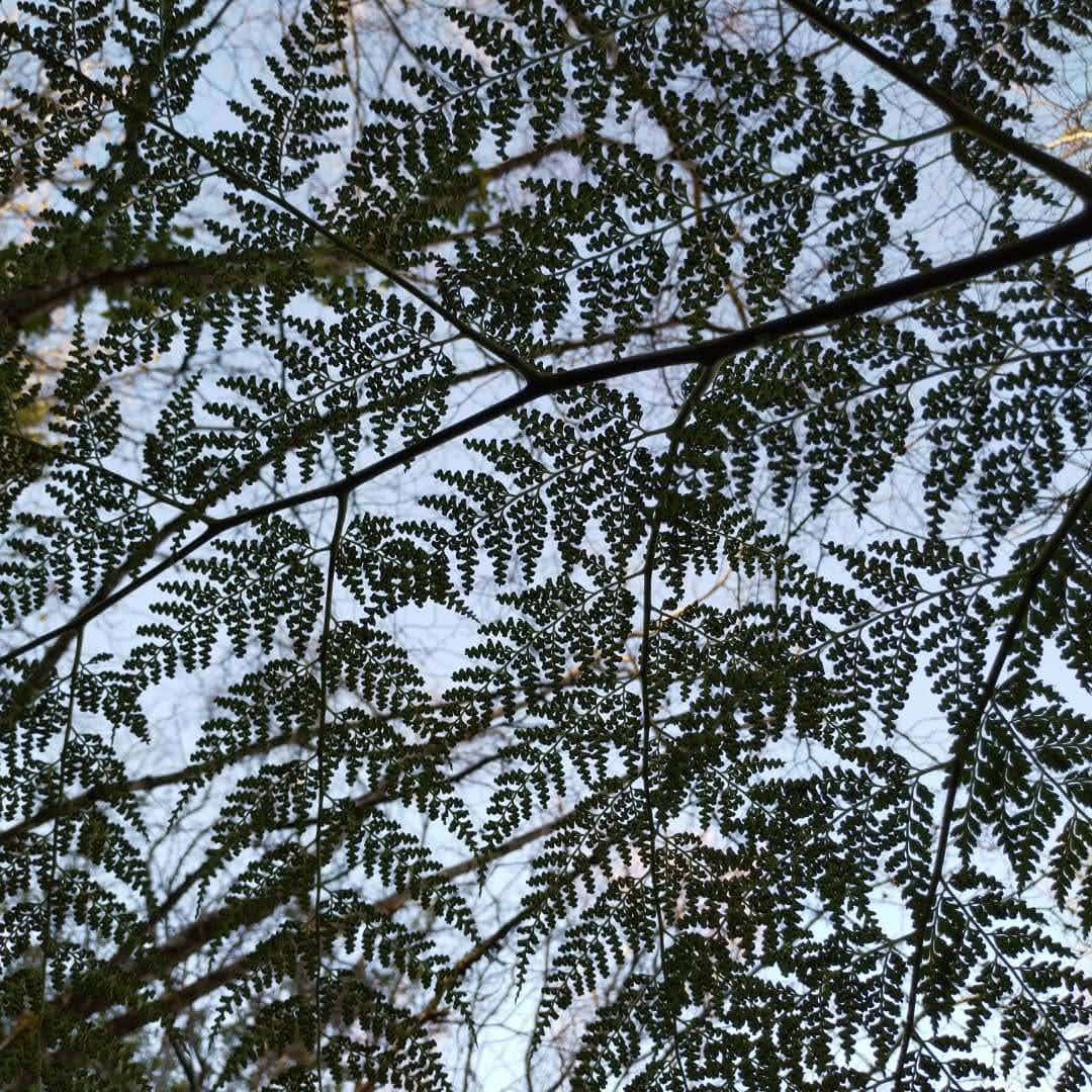 Image of Woolly Tree Fern