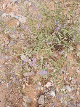 Image of <i>Salvia abrotanoides</i>