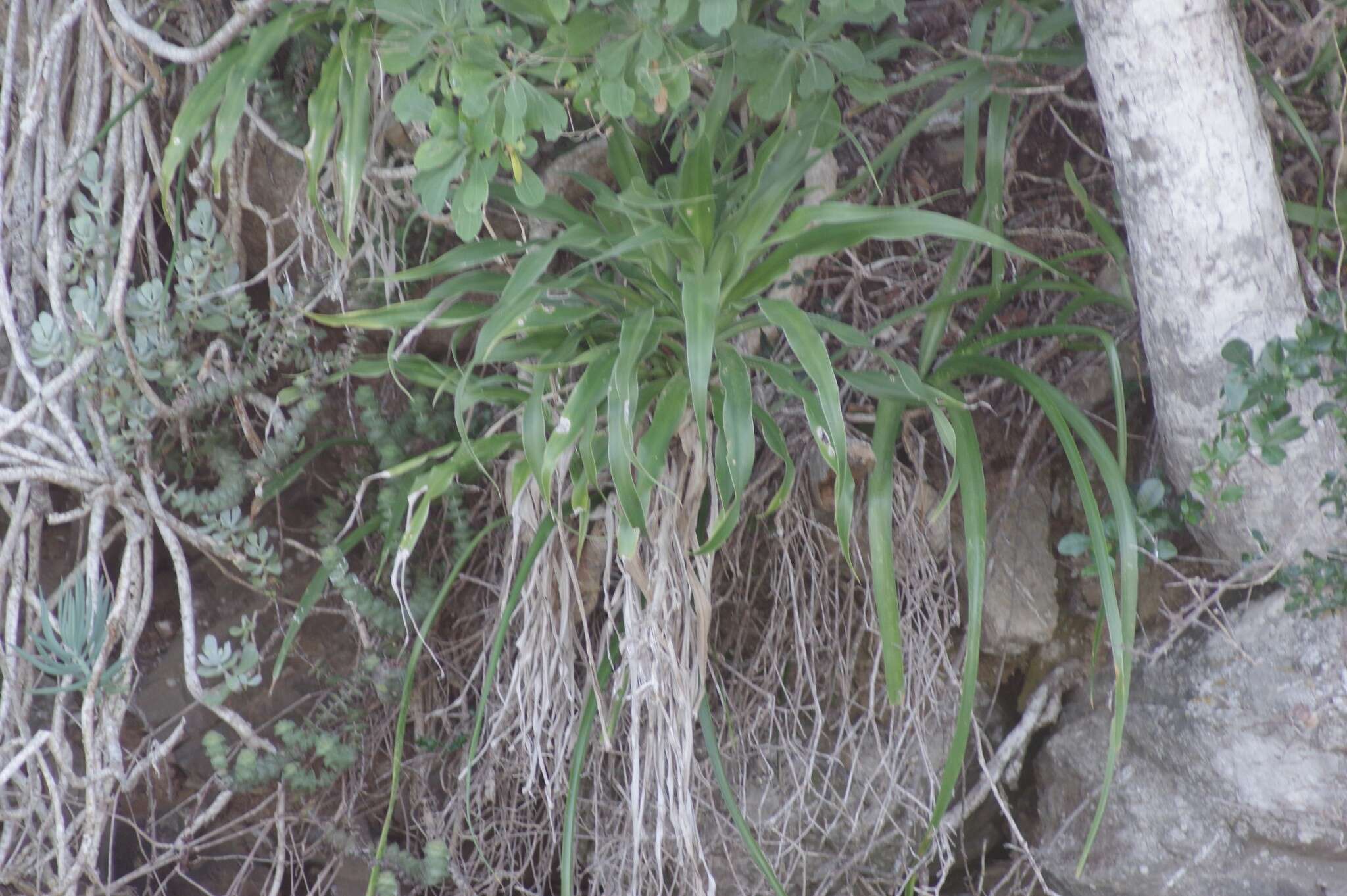 Image of large-leaved dragon tree