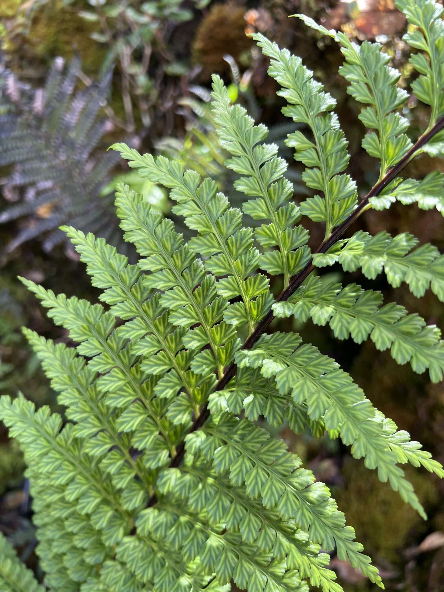 Image of Taper-Tip Spleenwort