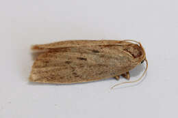 Image of small dotted footman