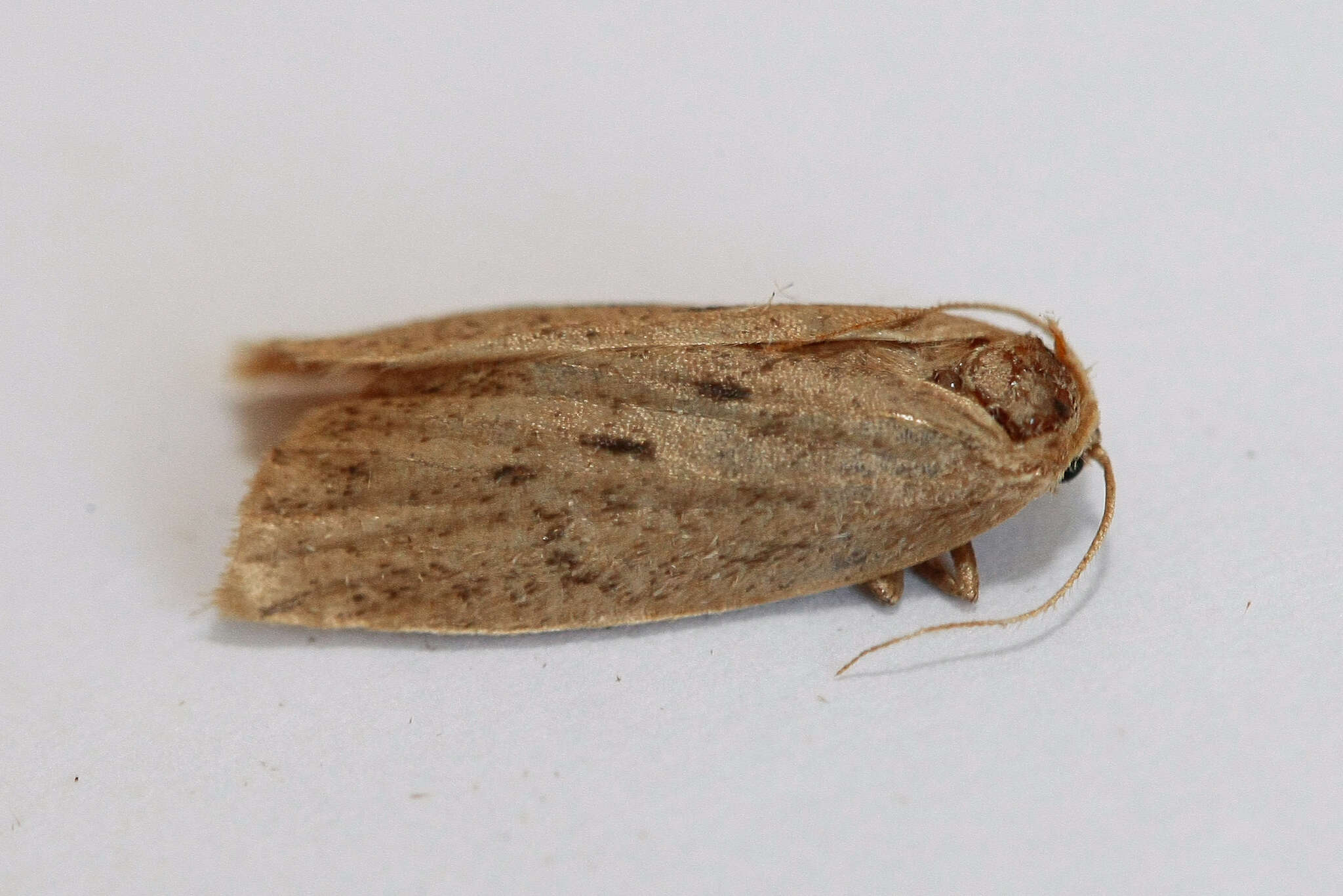 Image of small dotted footman