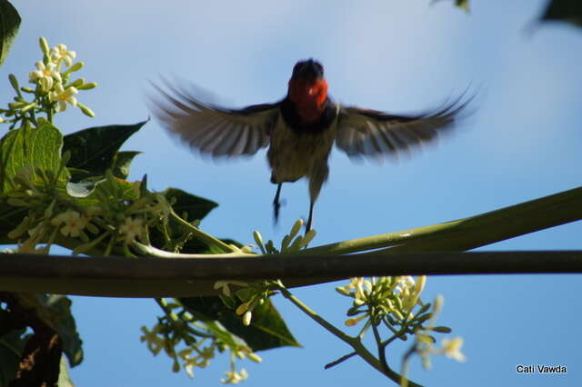 صورة Batis capensis hollidayi Clancey 1952