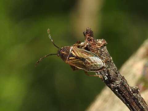 صورة Oedancala dorsalis (Say & T. 1831)