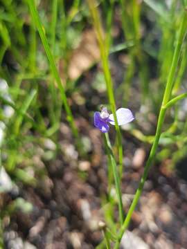 Sivun Comesperma defoliatum F. Müll. kuva