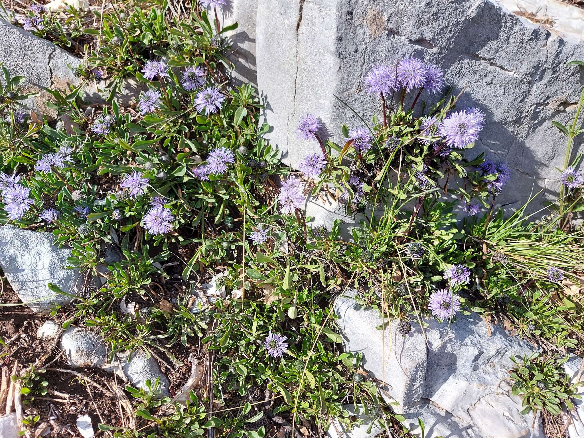 Image de Globularia meridionalis (Podp.) O. Schwarz