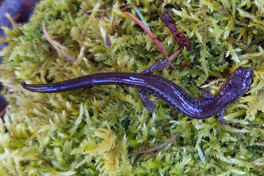 Image of Siskiyou Mountains salamander