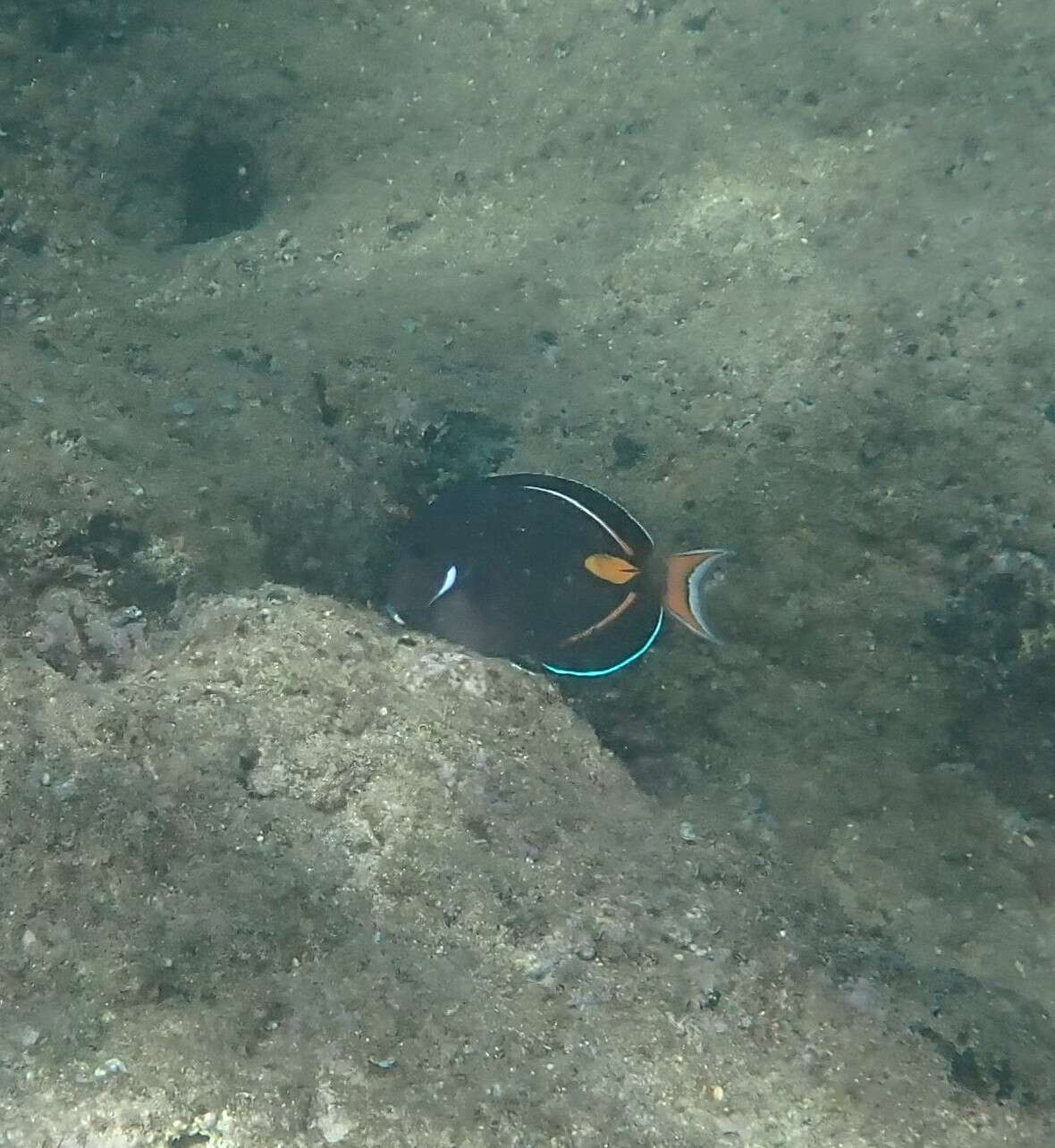 Image de Chirurgien à Tache Rouge