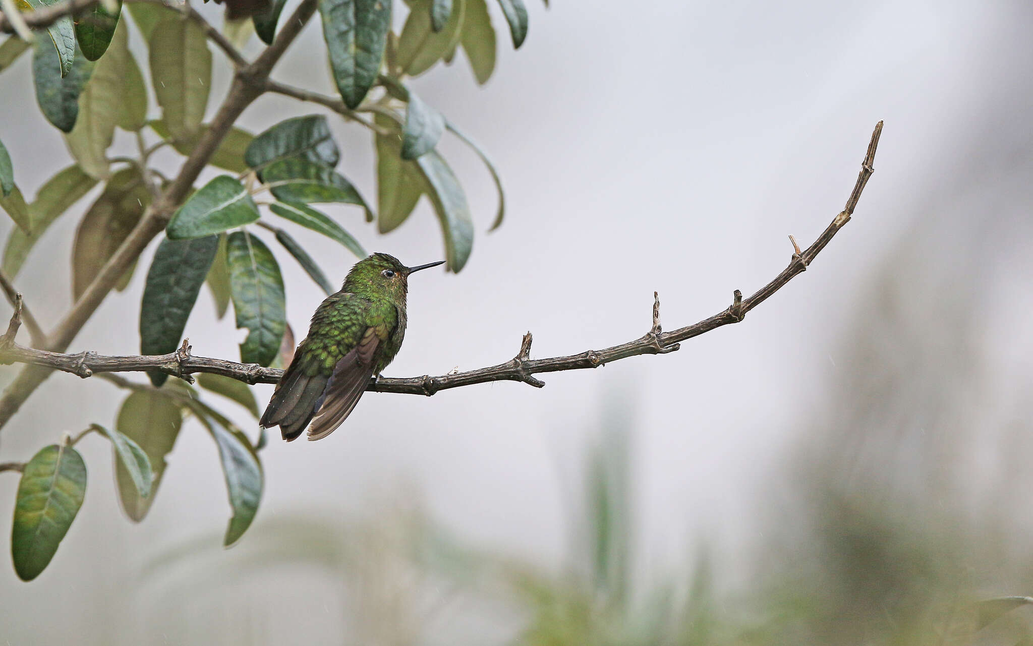 Image of Viridian Metaltail