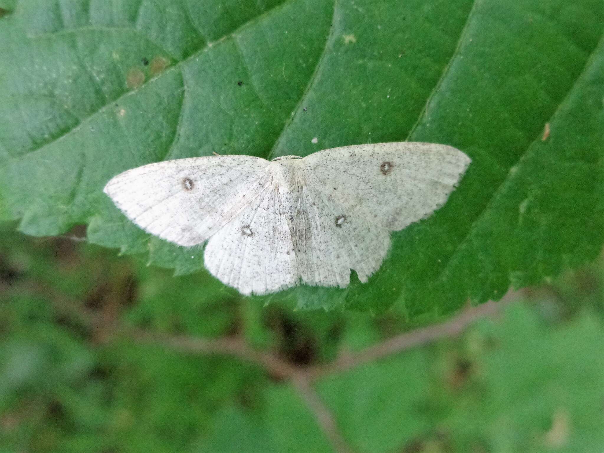 Image of birch mocha