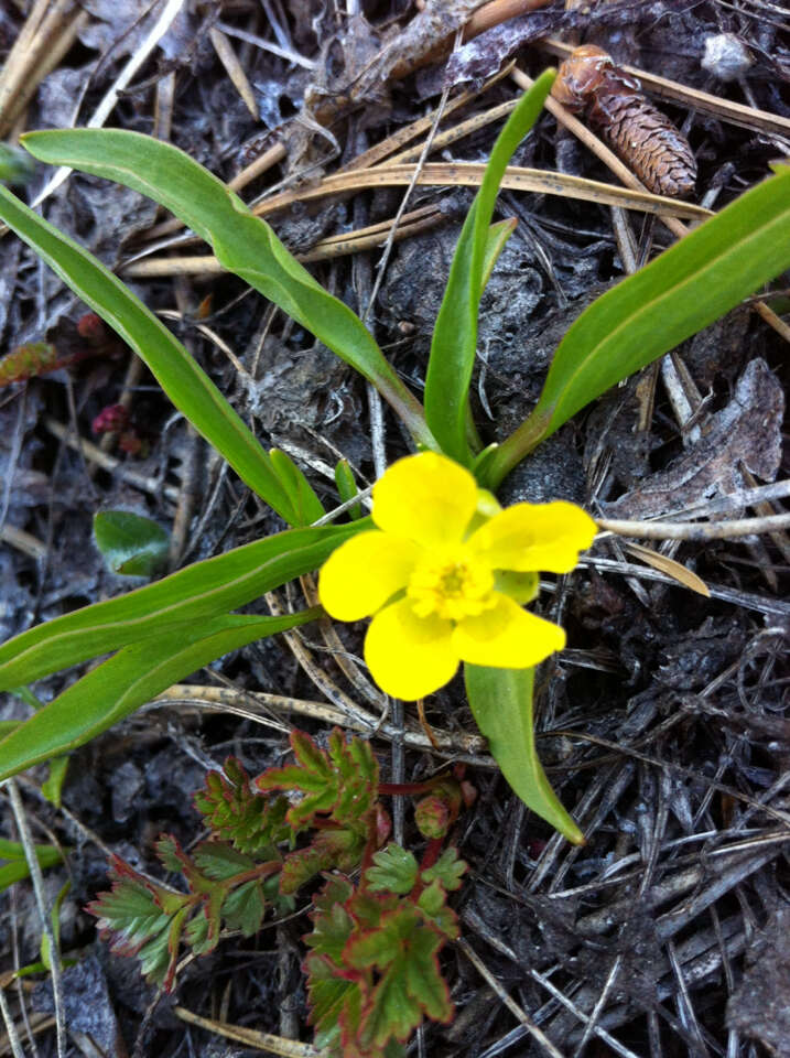 Image of plantainleaf buttercup