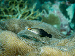 Image of Bird wrasse