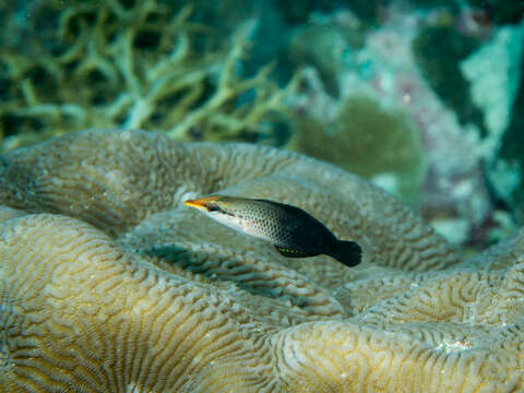 Image of Bird wrasse