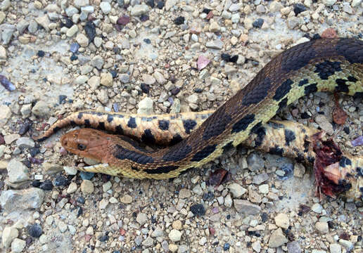 Image of Eastern Fox Snake