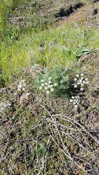 Image de Lomatium dasycarpum subsp. tomentosum (Benth.) Theob.