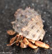 Image of wide-mouthed dye shell