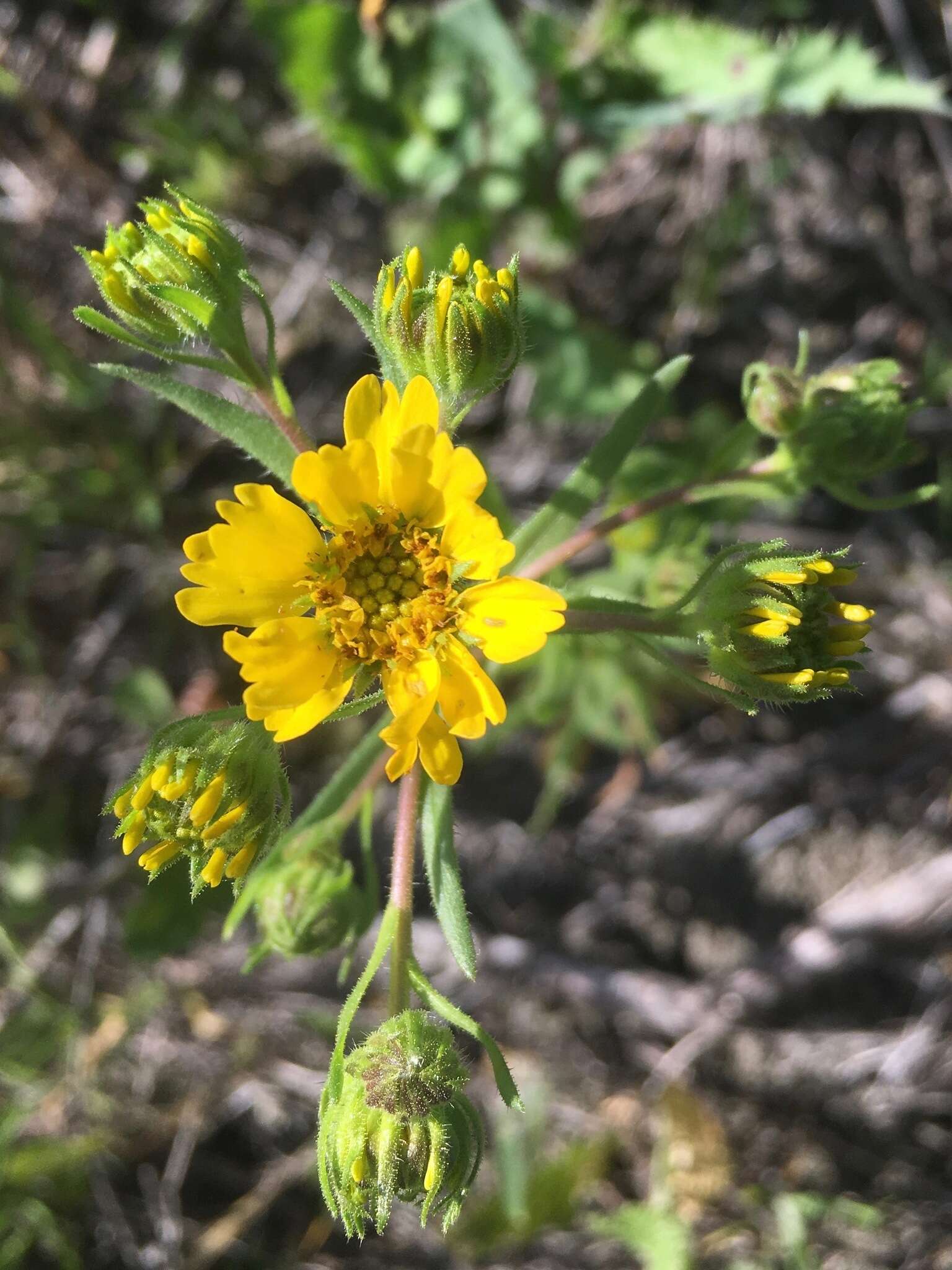 Слика од Deinandra halliana (D. D. Keck) B. G. Baldwin