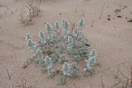 Image of Artemisia lagopus Fisch. ex Bess.