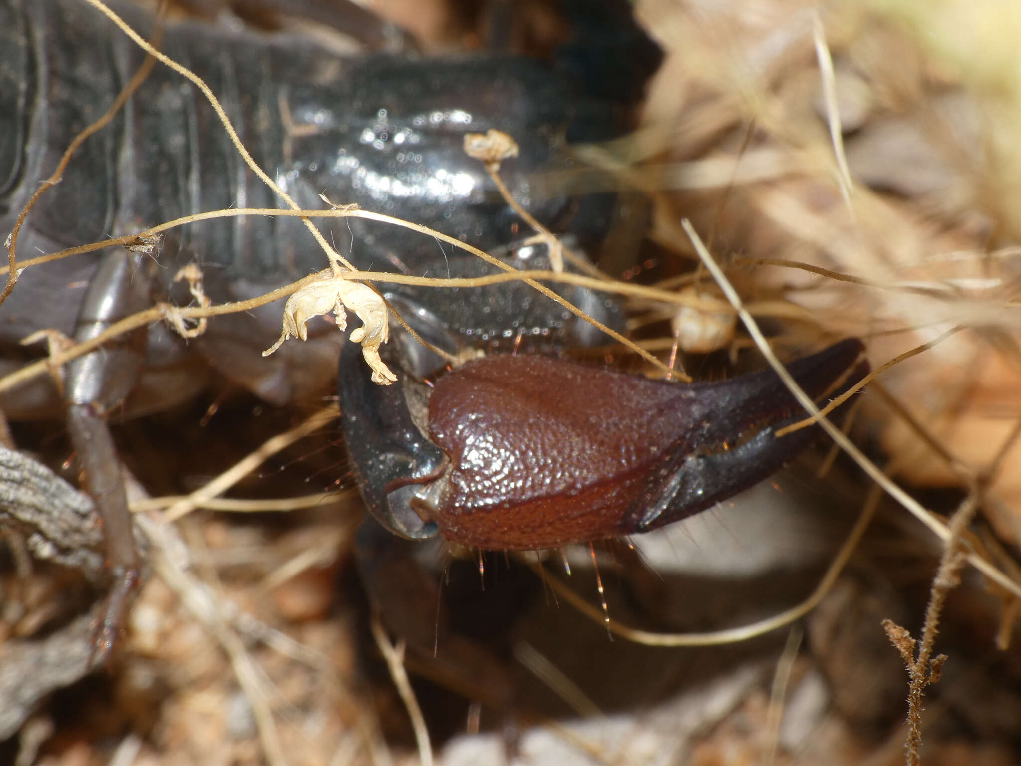 Image of Opistophthalmus peringueyi Purcell 1898