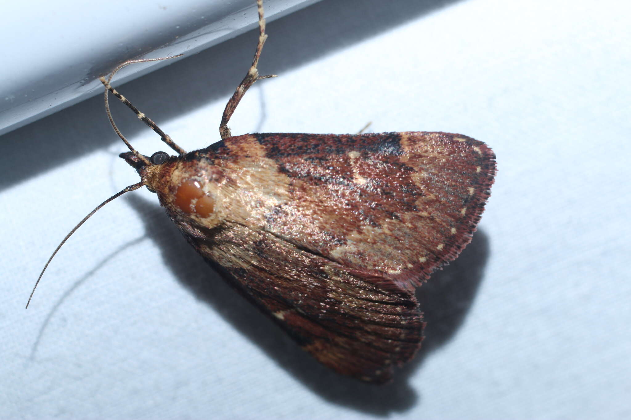 Image of Asimina webworm moth