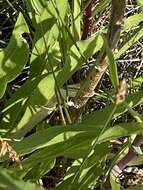 Image of Nevada Goldenrod