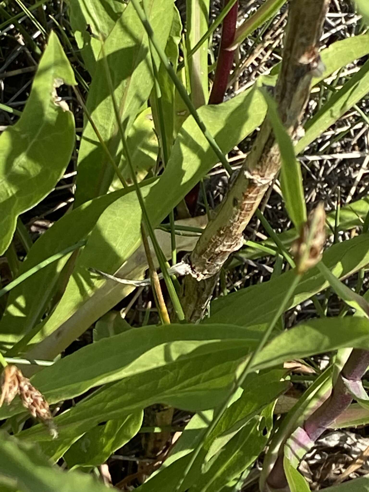 Image of Nevada Goldenrod