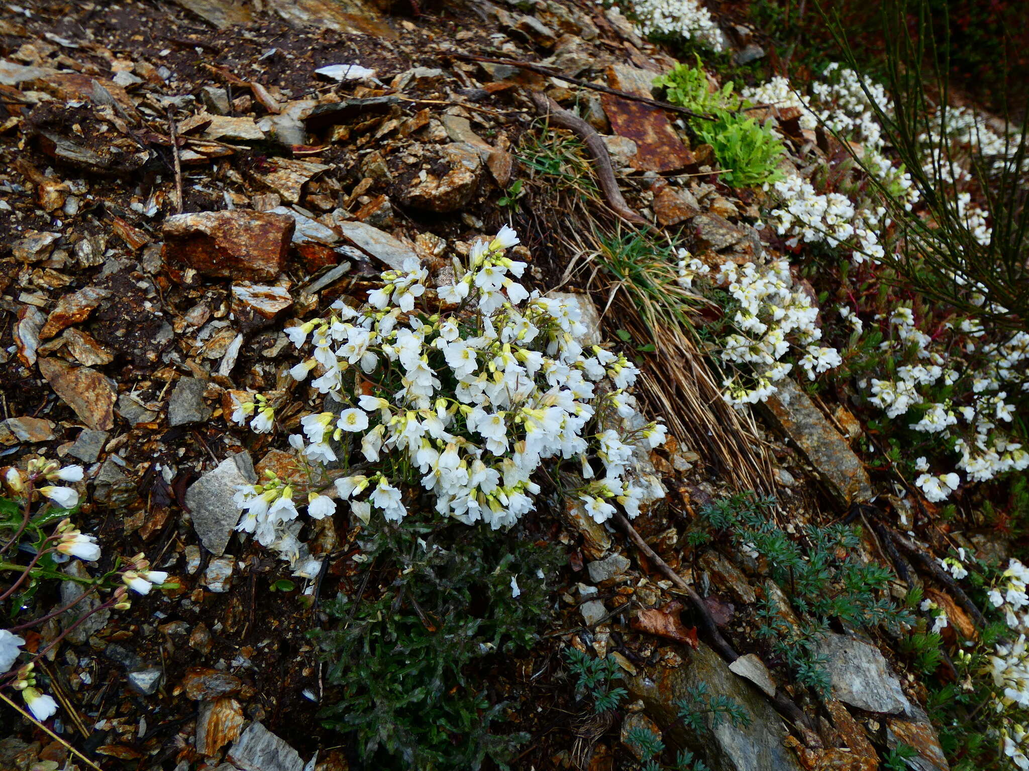 Imagem de Cardamine glauca Spreng.