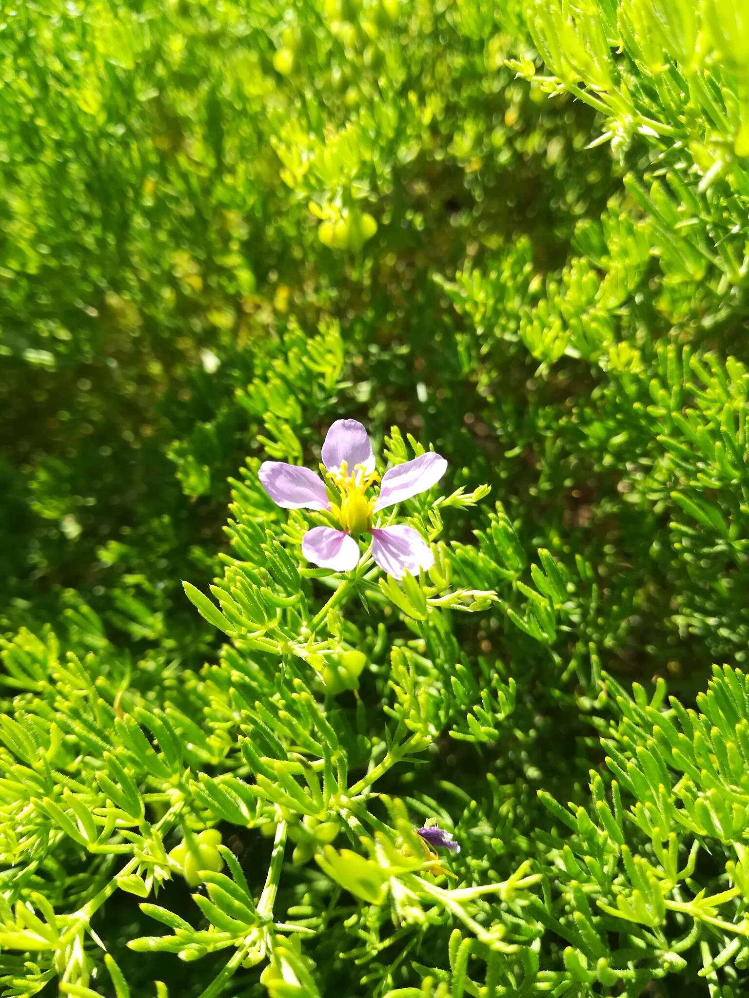 Image of Fagonia palmeri Vasey & N. E. Rose