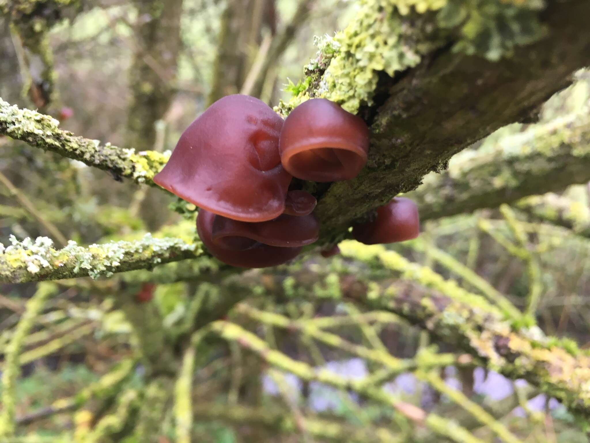 Image of ear fungus