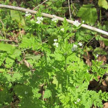 Image of Chaerophyllum tainturieri var. tainturieri