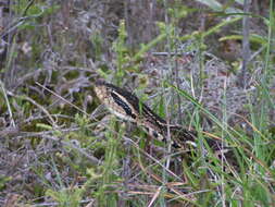 صورة Bothrops jararacussu Lacerda 1884