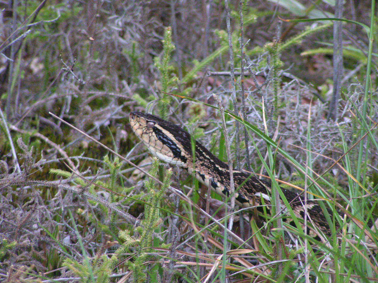 صورة Bothrops jararacussu Lacerda 1884