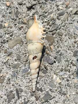 Image of Shinbone Tibia Gastropod