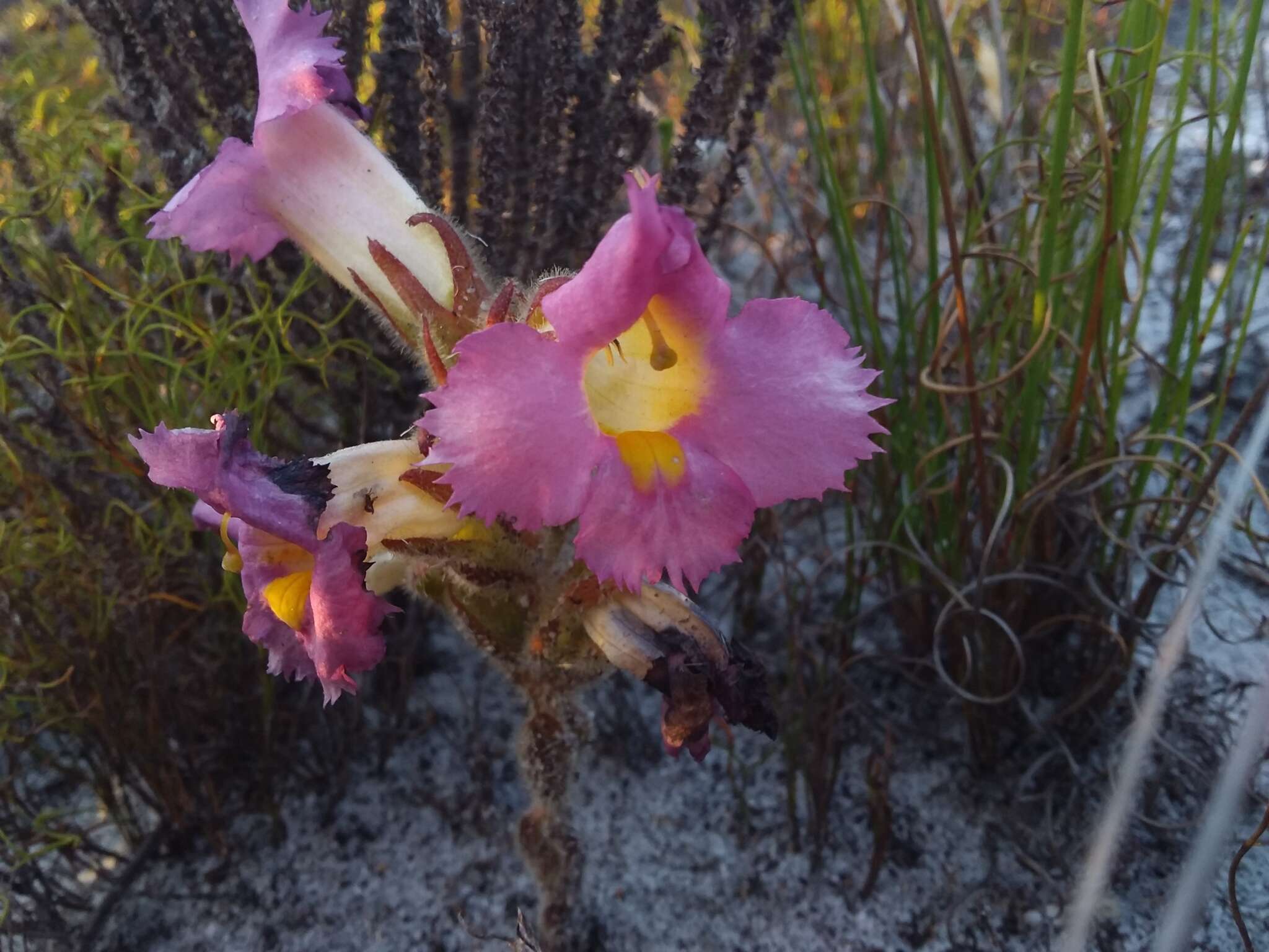 Image of Purple Inkflower