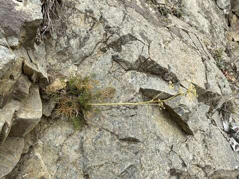 Plancia ëd Anisotome brevistylis (Hook. fil.) Cockayne