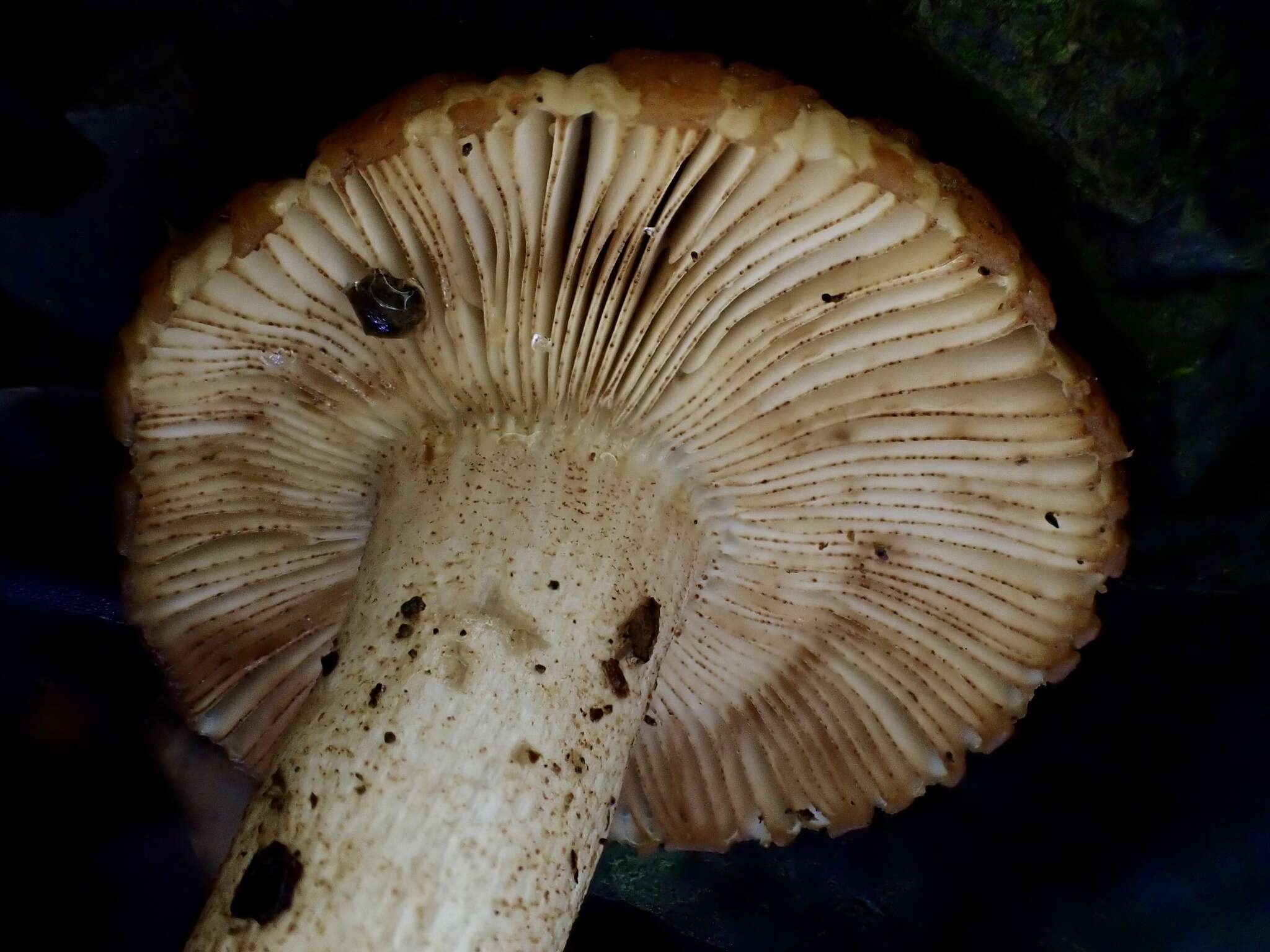 Image of Russula senecis S. Imai 1938